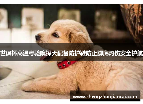 世俱杯高温考验嗅探犬配备防护鞋防止脚底灼伤安全护航